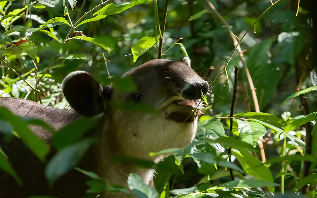 Senderismo en Piedras Blancas de Osa - Costa Rica