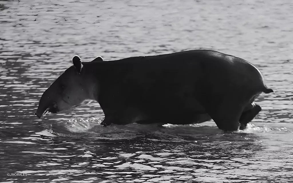 Tour Operadora en Piedras Blancas de Osa - Costa Rica
