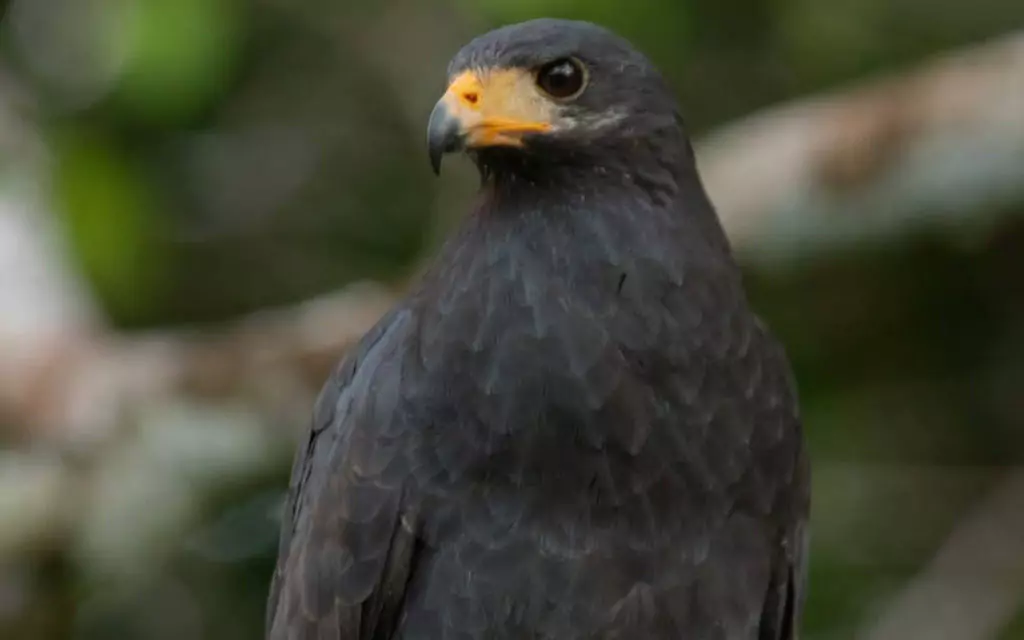 Tour Operadora en Piedras Blancas de Osa - Costa Rica