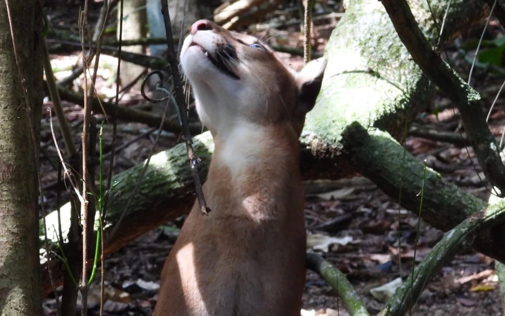 Parque Nacional Corcovado sector San Pedrillo por Bahía Drake