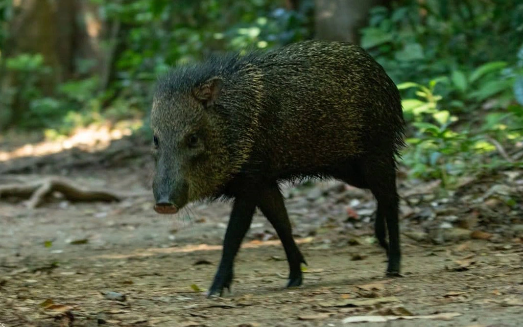 Pernoctación en la Estación Sirena Parque Nacional Corcovado (2 días y 1 noche)